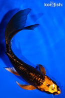 5.5" GINRIN ORENJI MATSUBA BUTTERFLY