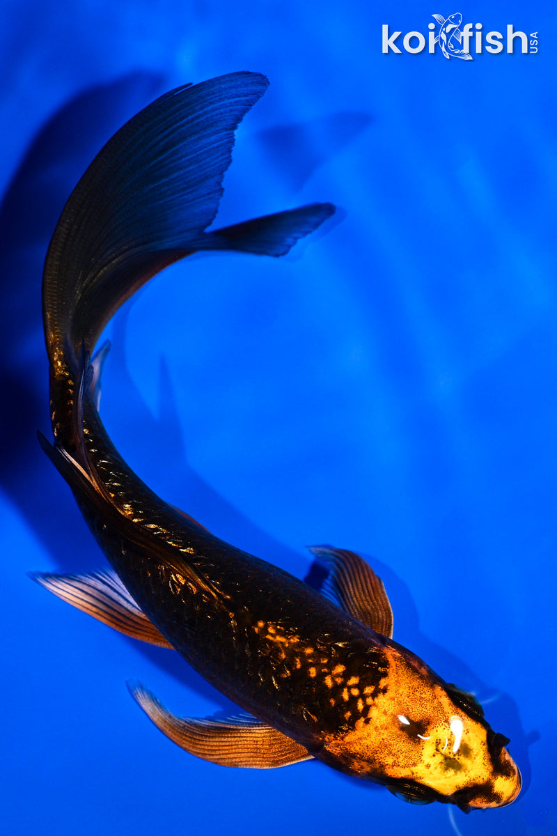 5.5" GINRIN ORENJI MATSUBA BUTTERFLY