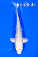 5.75" GINRIN PLATINUM OGON
