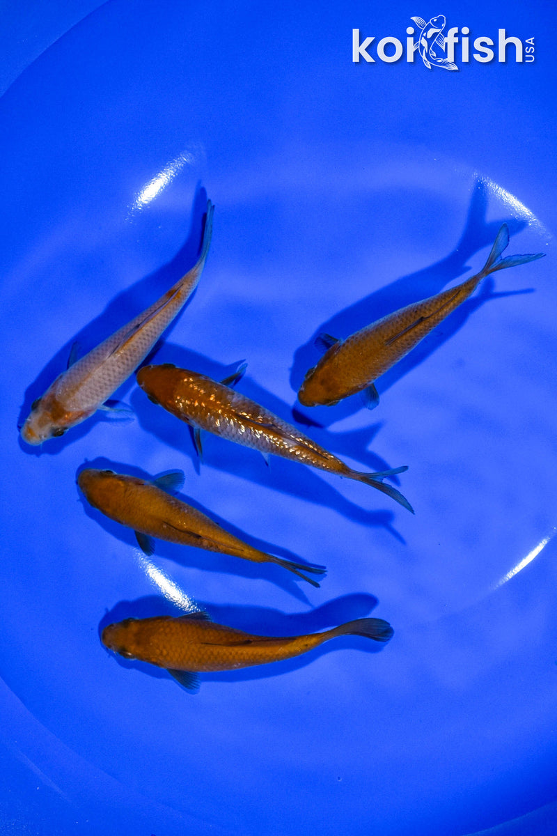 PACK OF (5) 3.5"-3.75" STANDARD KOI