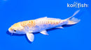 4.5" ARAGOKE LEMON HARIWAKE