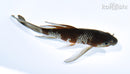 5.75" GINRIN OCHIBA SHIGURE BUTTERFLY