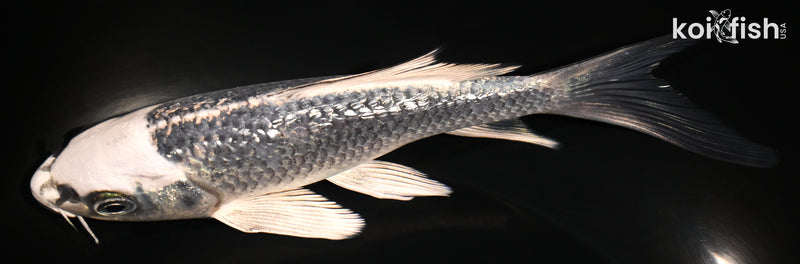 6" GINRIN GINGA BUTTERFLY