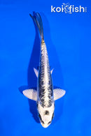 5" KIN KIKOKURYU