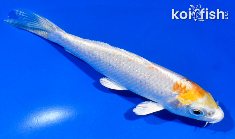 5" HARIWAKE