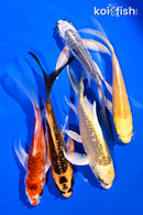 PACK OF (5) 4-5" BUTTERFLY KOI