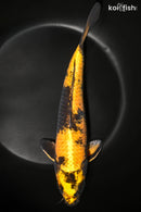 12" KIN KI UTSURI