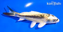 5" KIN KIKOKURYU