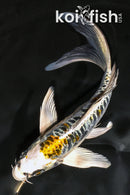 7" ARAGOKE KIN KIKOKURYU BUTTERFLY