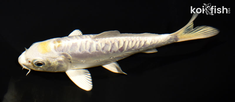 5.75" DOITSU HARIWAKE