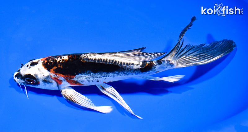 8.25" BENI KIKOKURYU BUTTERFLY