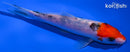 5.5" SANKE