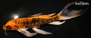 9.5" BENI KIKOKURYU BUTTERFLY