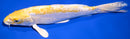 9.25" DOITSU LEMON HARIWAKE