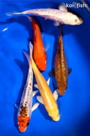 PACK OF (5) 5.25 - 6"  STANDARD KOI