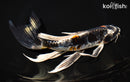 10" BENI KIKOKURYU BUTTERFLY