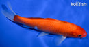 7" IPPON HI KOHAKU