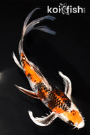 8.25" YAMATO NISHIKI BUTTERFLY