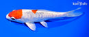 6.75" HEISEI NISHIKI