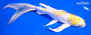 8" GINRIN LEMON HARIWAKE BUTTTERFLY