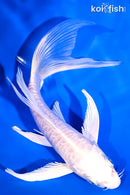 6.25" PLATINUM OGON BUTTERFLY