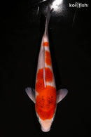 12.75" GOROMO