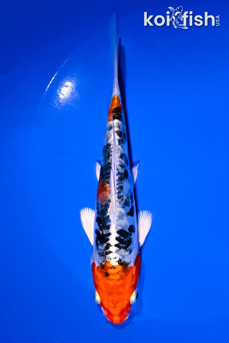 ANKOIページ Orange Koi Fish For Sale – Page 7