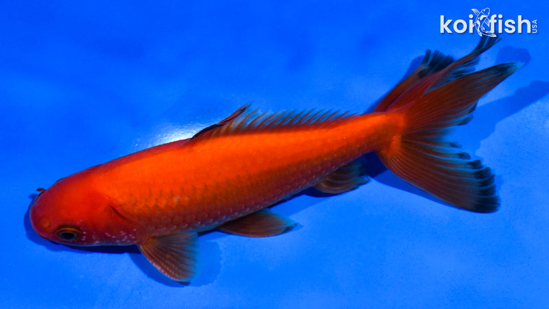5.5" WAKIN GOLDFISH