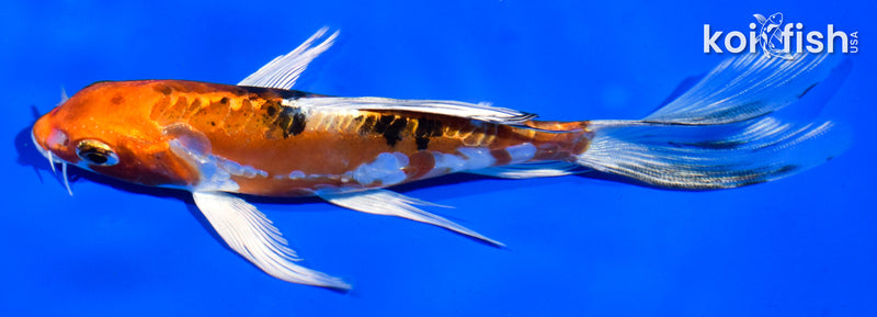 6" HEISEI NISHIKI BUTTERFLY