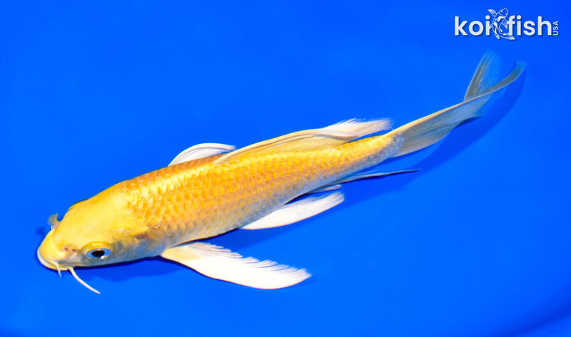7.75" YAMABUKI OGON BUTTERFLY