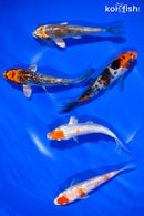 PACK OF (5) 4-4.5" STANDARD KOI