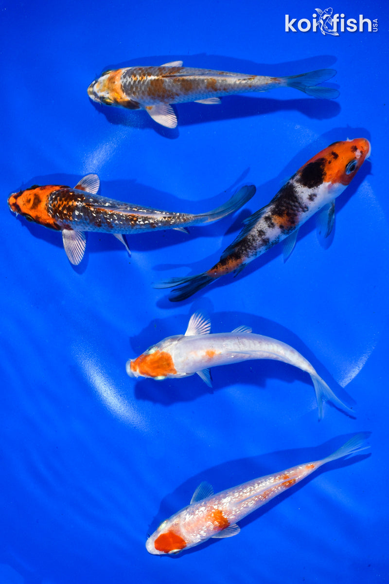 PACK OF (5) 4-4.5" STANDARD KOI