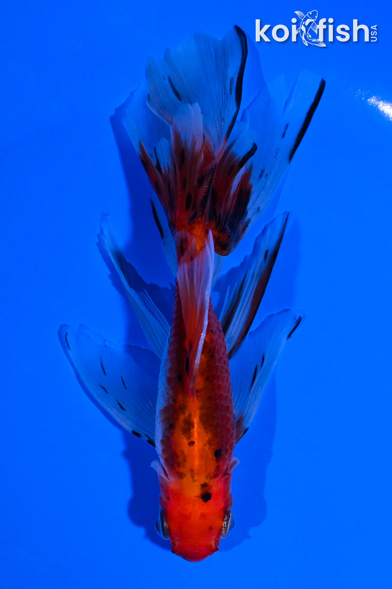 5" CALICO WATONAI GOLDFISH