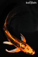 5.75" BENI KIKOKURYU BUTTERFLY