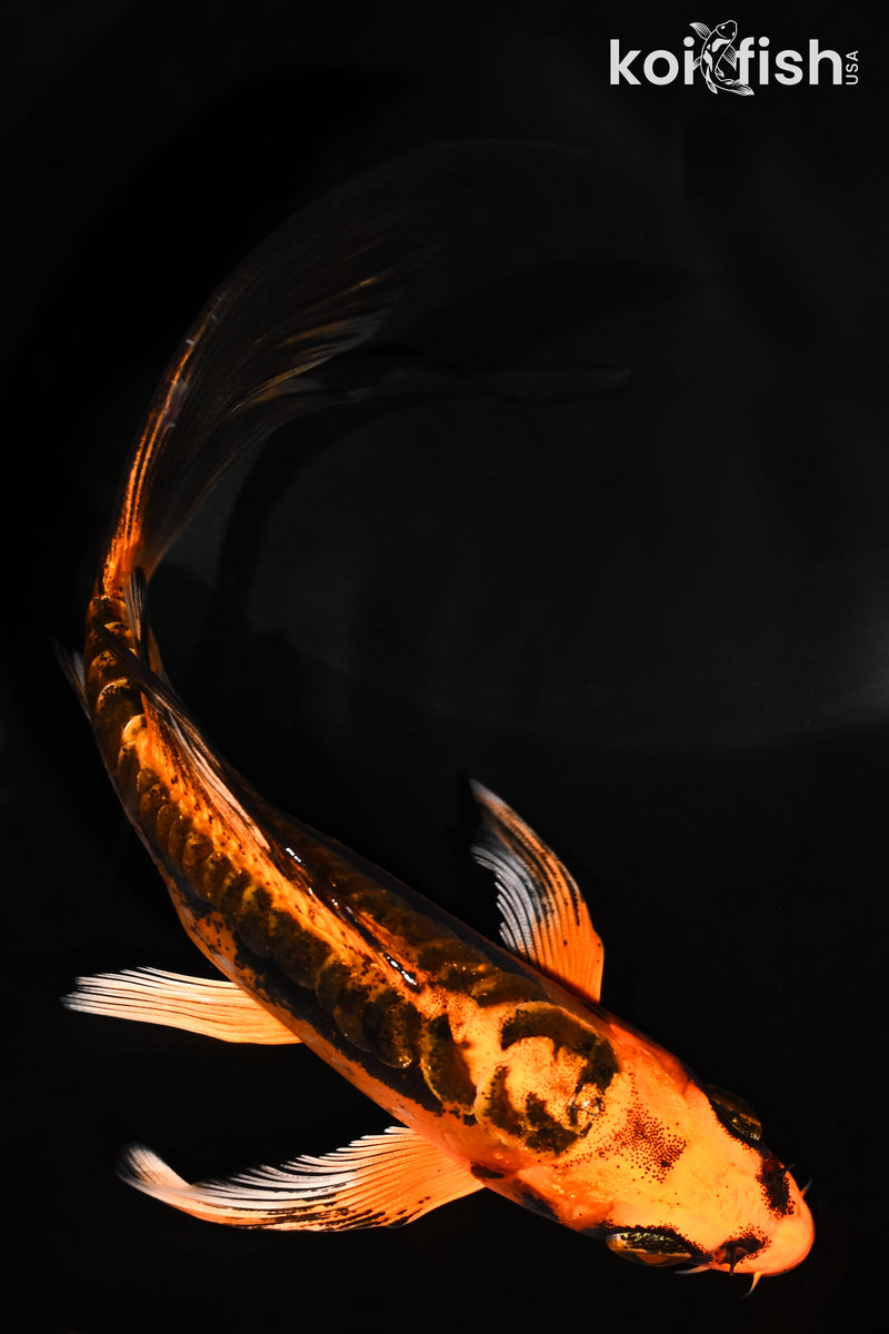 5.75" BENI KIKOKURYU BUTTERFLY