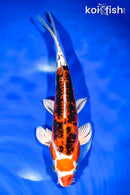 10.75" HEISEI NISHIKI