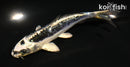 5" KIKOKURYU