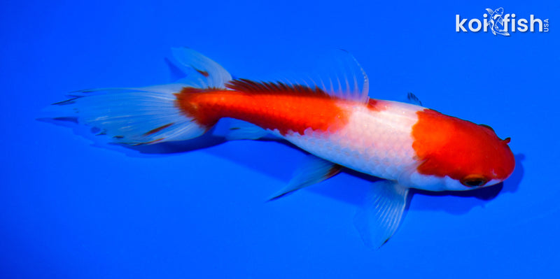 5.75" SARASA WATONAI GOLDFISH