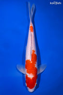 11" KOHAKU