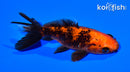 4" WAKIN GOLDFISH