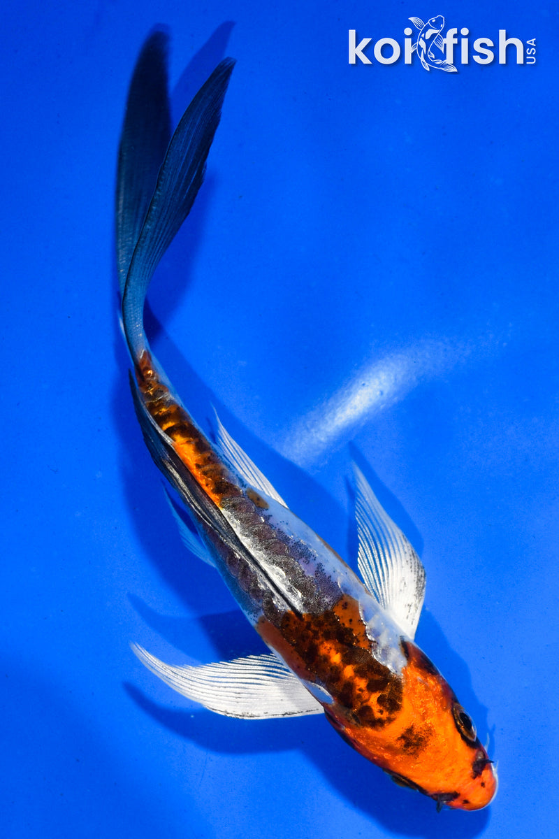 5.5" BENI KIKOKURYU BUTTERFLY