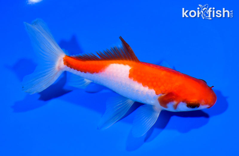 5.75" WAKIN GOLDFISH