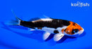 5" BENI KIKOKURYU