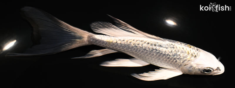 6.25" GINRIN KUJAKU BUTTERFLY
