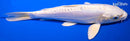 6.75" DOITSU PLATINUM OGON