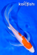 8.25" KOHAKU BUTTERFLY