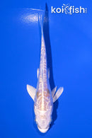 4.25" LEMON HARIWAKE