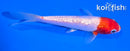 4.5" GINRIN KOHAKU