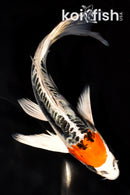 7.25" BENI KIKOKURYU BUTTERFLY