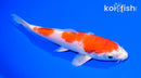 5.5" HARIWAKE